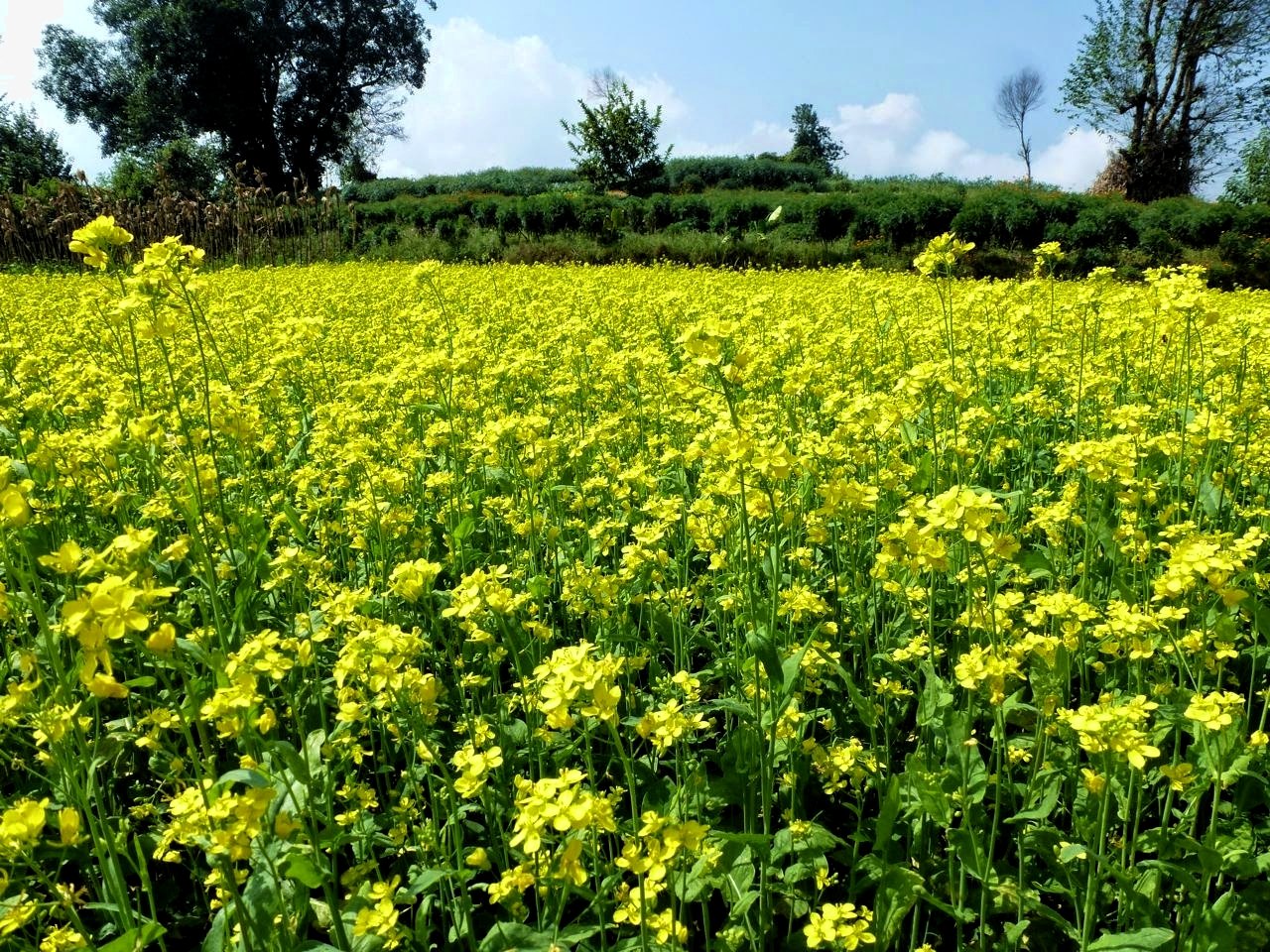 сидерат горчица белая. высеваем сидераты. люпин сидерат. сидераты фото. горчица сизая сарептская.