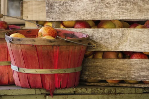 подготовка места для хранения яблок