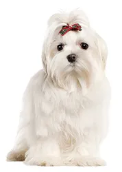 Породы миниатюрных собак, крохотные собачки: правда и мифы, фото, описание