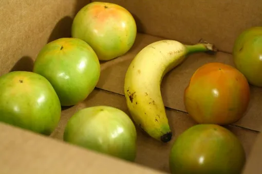 Дозаривание томатов с помощью бананов