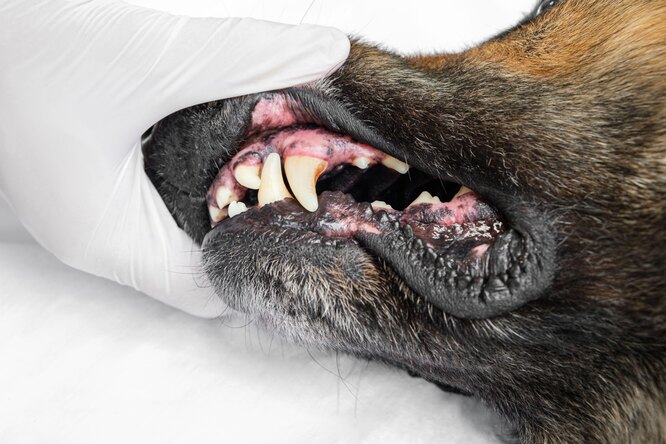 Зубной камень у собак: причины, лечение, профилактика