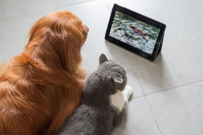 Опасные игры: можно ли играть с котом лазерной указкой и показывать кино
