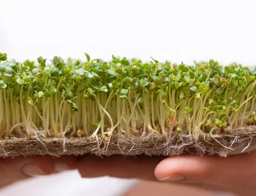 Выращивания микрозелени на льняных ковриках
