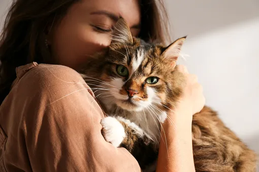 «Человек мой дорогой»: как кошки выбирают себе хозяина