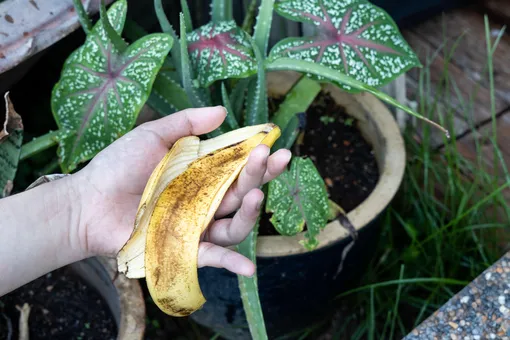 банановую кожуру кладут к горшок к растению