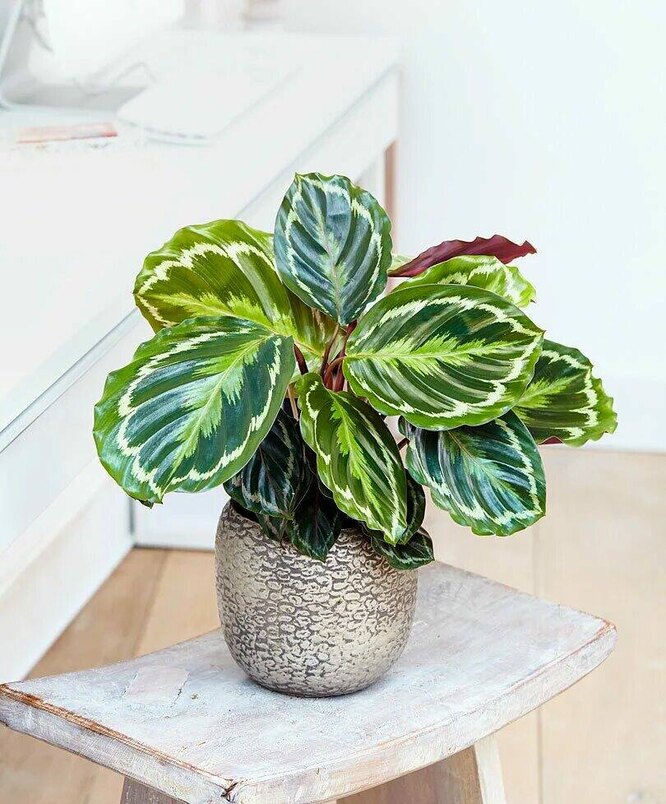 Medailon Calathea