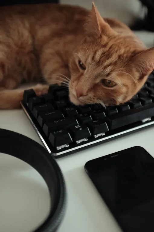 Кошка лежит на клавиатуре