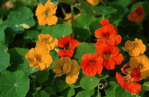 Настурция — растения репелленты против вредителей сада и огорода