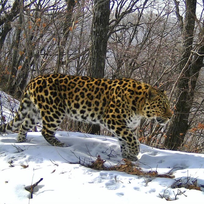 Леопард Николая Дроздова нашел подругу в заповеднике - уникальные фотографии и история встречи Леопард Николая Дроздова нашел подругу в заповеднике: уникальные фотографии и история встречи