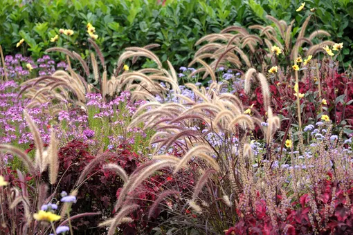 Оживите свой сад: 10 декоративных трав превратят клумбу в шедевр ландшафтного дизайна