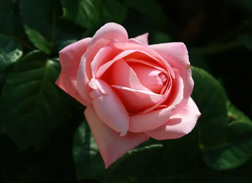Розовая роза сорта Афродита