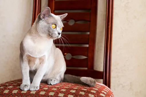 Спокойные породы кошек — бирманская кошка