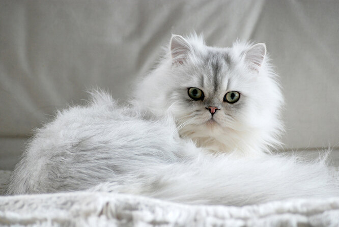 Кошки с короткими ушами. Персидская кошка — одна из самых популярных пород в мире