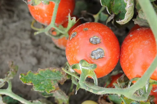 Скручивание листиков у растений помидоров может быть следствием вирусных и грибковых поражений