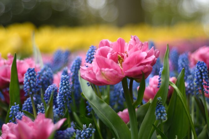 15 самых первых весенних цветов, которые поражают своей красотой