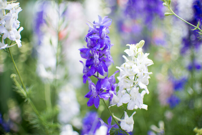Angelonia