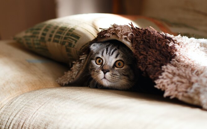 Выбирайте спокойные и ленивые породы котов, чтобы им было комфортно в квартире