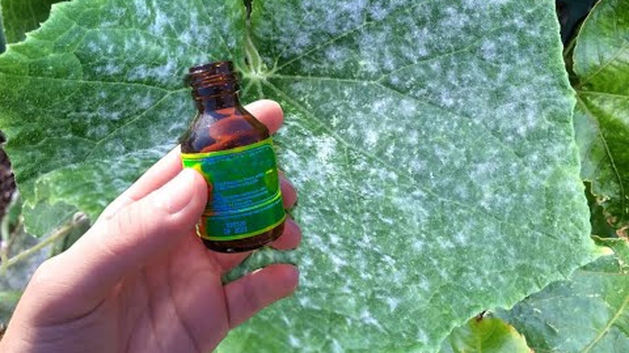 Белый налет на огурцах что это такое. Белый налет на огурцах что это такое. Склеротиниоз огурцов. Мучнистая роса на огурцах. Белый налет на огурцах что это такое.