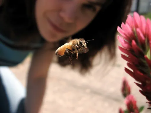 3 простых способа помочь спасти медоносных пчёл