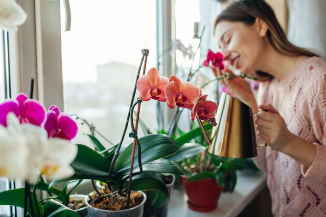 Hlavní chyby při zalévání orchidejí