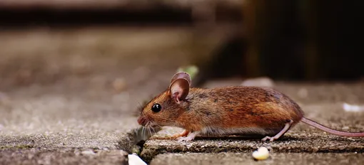 Какие запахи прогонят мышей из вашего дома, как отпугнуть мышей от дома