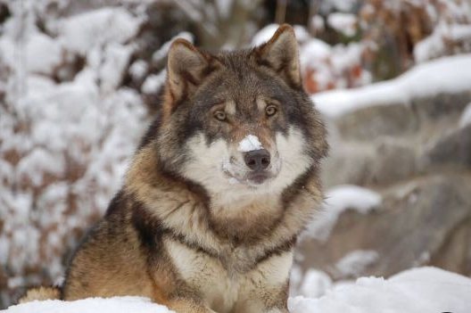 Генетические родственники волка: какие собаки схожи с ним?