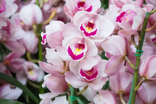 Цимбидиум: как ухаживать за орхидеей в домашних условиях
