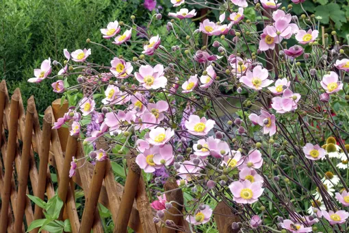 Неприхотливые красавцы: 10 многолетних цветов, которым не нужен особый уход