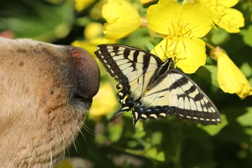 Милота через край: щенок познакомился с огромной бабочкой