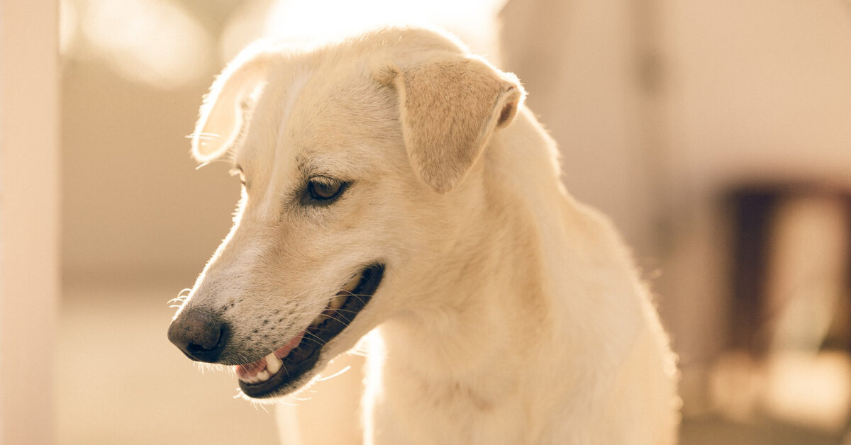 Помни собака. Собака которая помнит. Ждала была собака. Собака боджи. Помни собака.