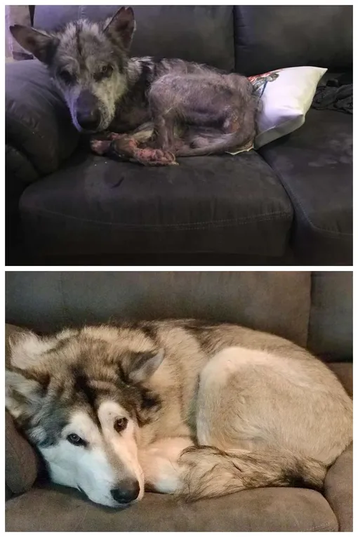 собака фото до и после лечения