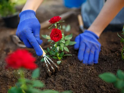Правильная подготовка почвы – лучший старт для новых роз