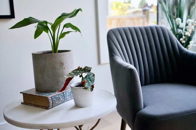 Комнатные растения на столе, кресло