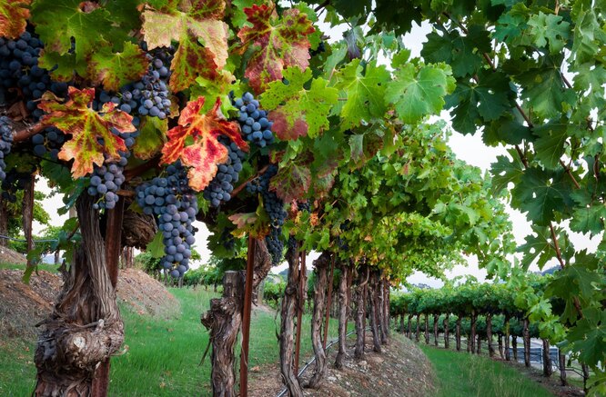 Чем подкормить виноград осенью: удобрения, сроки и правила внесения