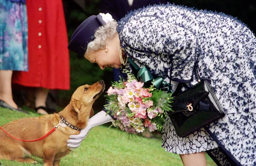 Королева гладит собаку