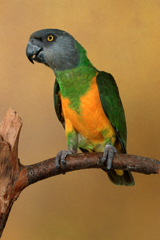 Среднего размера