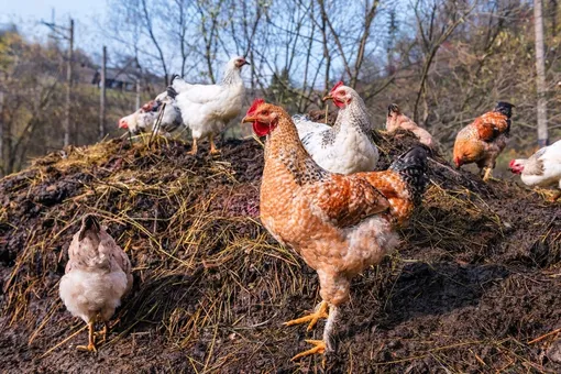Советы по правильному использованию куриного помёта в огороде