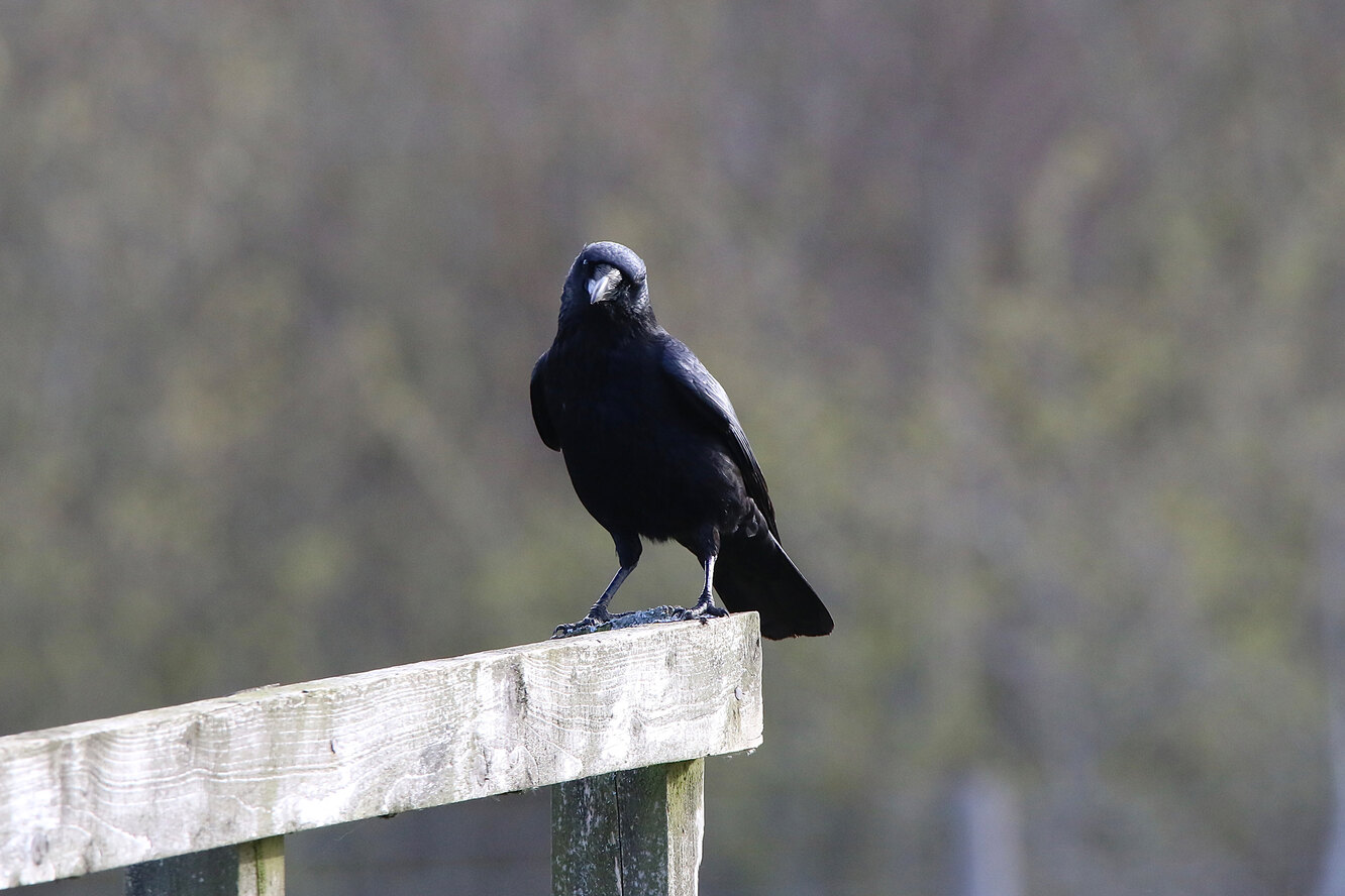 Вороны в городе. Гор ворон. Гор ворон. Новокаледонский ворон. Ворон в горах.