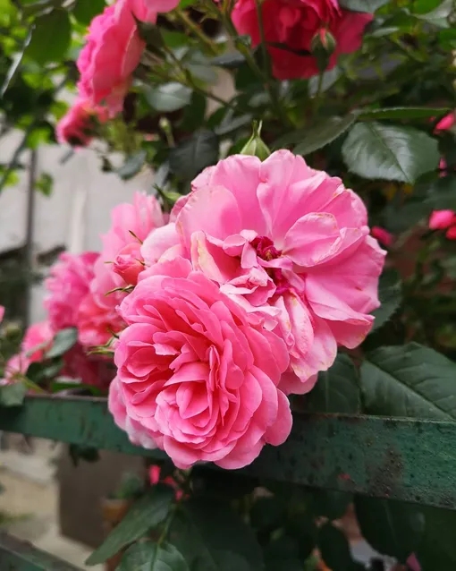 Роза и чеснок — отличные компаньоны