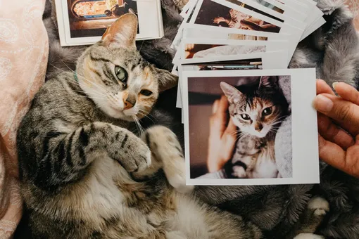 Долгий путь домой: хозяйка нашла в соцсети кота, которого потеряла 13 лет назад