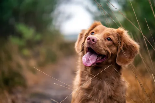 Почему собаки наклоняют голову набок? Учёные нашли точный ответ