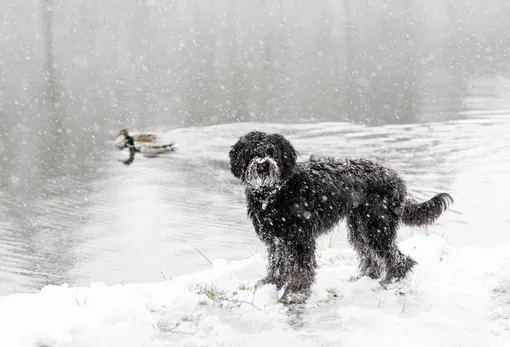 Собака на снегу на берегу водоёма, плывёт утка фото