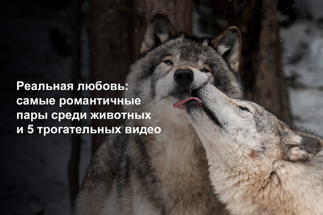 Реальная любовь: самые романтичные пары среди животных и 5 трогательных видео Реальная любовь: самые романтичные пары среди животных и 5 трогательных видео