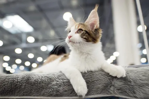 Мартовские коты: в Москве пройдет крупнейшая выставка усатых-полосатых