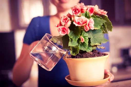 Способы использования перекиси водорода для комнатных растений