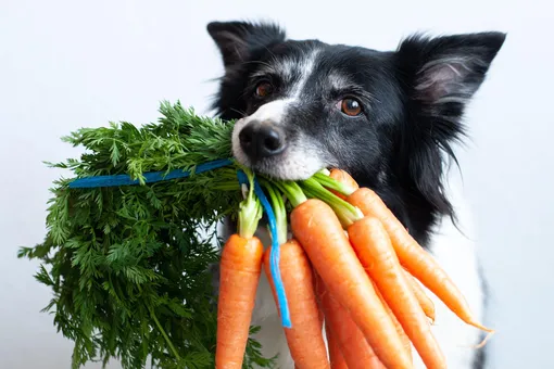 Топ-7 полезных для здоровья собак овощей