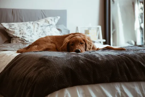 Собака лежит на кровати