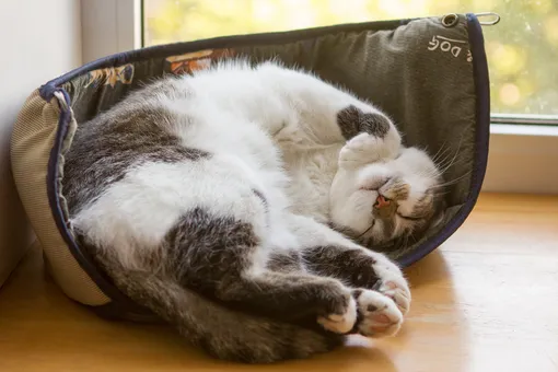 почему кошки дрыгаются во сне