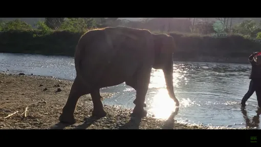 В Таиланде после 70 лет в неволе освободили слониху. И она заплакала!