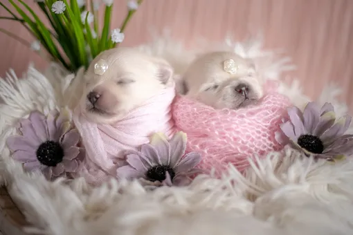 Мимиметр зашкаливает: фото новорожденных щенят, которые вас поразят